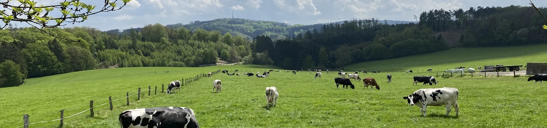 Frühling - Sommer: Wiese mit Kühen