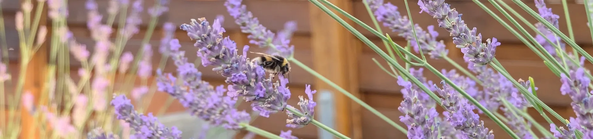 Sommer: Hummel auf Lavendel
