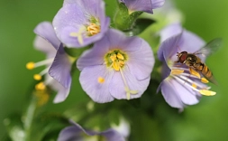 Nahaufnahme der Pflanze Himmelsleiter mit lilafarbener Blüte