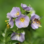 Nahaufnahme der Pflanze Himmelsleiter mit lilafarbener Blüte